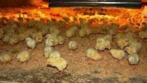 Než krmení kuřat: krmení doma